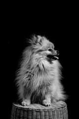 Obraz na płótnie Canvas Kleinpitz dog