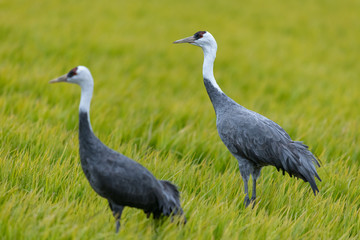 Naklejka premium 鹿児島県出水市に渡って来るマナズルのアップ、干拓地にて、
