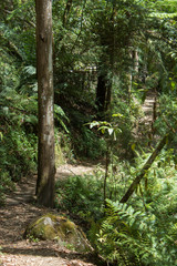 Forest walking track with Eucalyptus tree in Victoria amptheatre falls