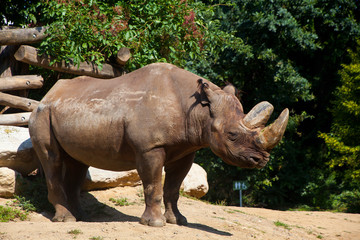 Spitzmaulnashorn