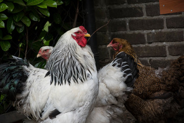 A white Columbia Brahma rooster with his hens. These chickens are bred in United States