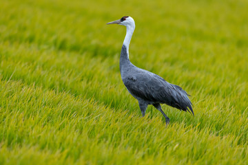 鹿児島県出水市に渡って来るマナズルのアップ、干拓地にて、