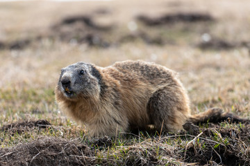 marmotte matinale dans le Vercors