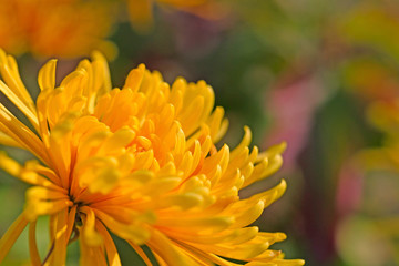 Yellow chrysanthemum, in the garden