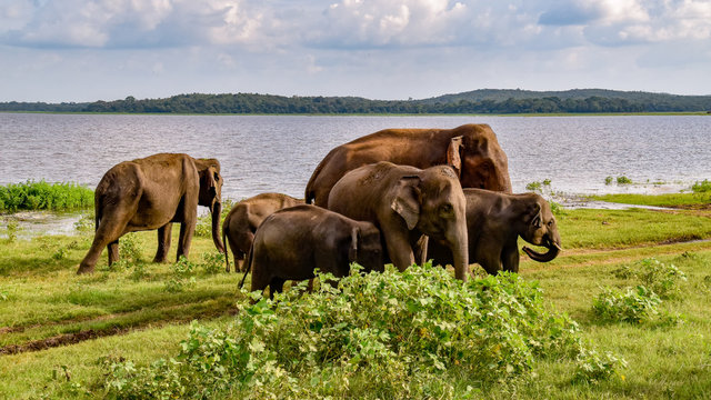 Elefanten im Udawalawe Nationalpark auf Sri Lanka