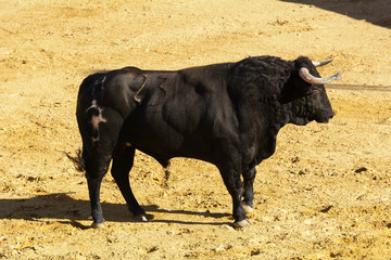 Toro de lidia en la arena de una plaza de toros. España