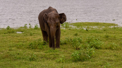 Elefanten im Udawalawe Nationalpark auf Sri Lanka