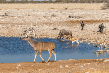 Fototapeta na wymiar Wildebeests, kudu and springbok drinking at the water hole, Etosha National Park, Namibia.