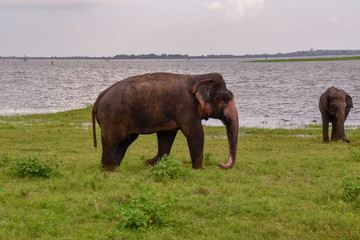 Elefanten im Udawalawe Nationalpark auf Sri Lanka