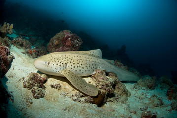 Zebra shark sleeping in the reef