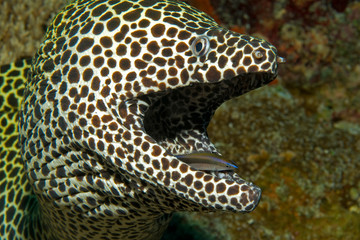 Fototapeta na wymiar Honeycomb Moray Eel in symbiosis with a Cleaner Wrasse