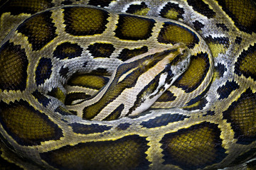 Colorful patterns of pythons.