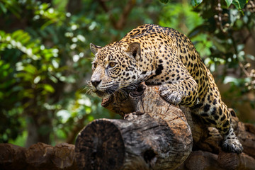 Jaguar on the timber in natural forests.