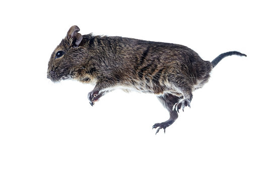 rodent degu flying in the air. isolation on white background