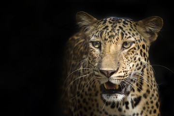 Leopard on a black background.