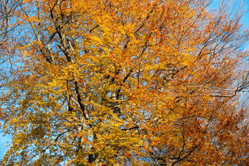 Colorful autumn leaves