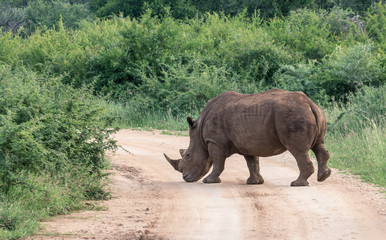 Obraz premium Breitmaulnashorn im Madikwe Wildschutzreservat in Südafrika