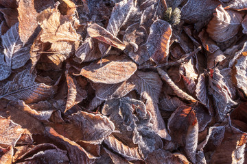 Frost covered leaves