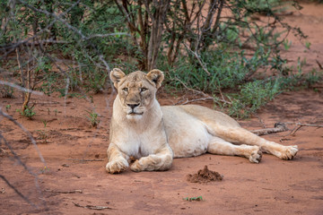 Löwen in Madikwe, Südafrika