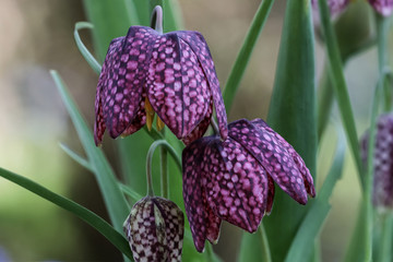 Schachblume