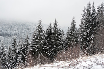 Obraz premium beautiful mountains in winter. Rural pezazh. Trees covered with snow. Happy New Year
