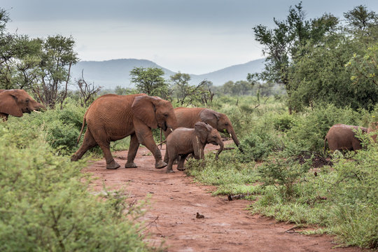 Fototapeta Elefantenherde überqueren Landstraße im Madikwe Game Reserve
