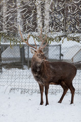 deer in a cage in winter