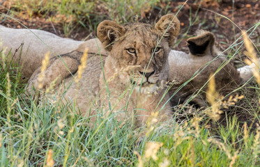 Löwen in Madikwe, Südafrika