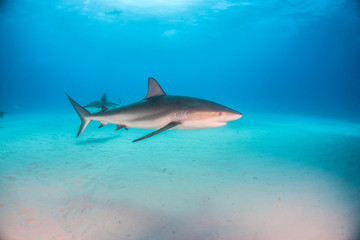 Obraz premium Caribbean reef shark at the Bahamas