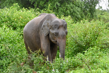 Elefanten im Udawalawe Nationalpark auf Sri Lanka