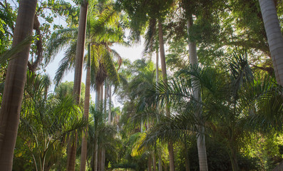 Naklejka premium Trees at tropical botanical gardens on Kitcheners Island at Aswan in Egypt