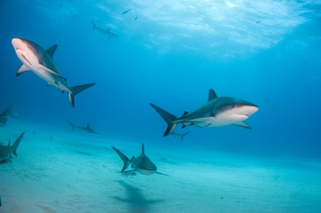 Caribbean reef shark at the Bahamas