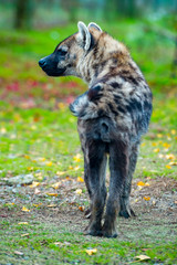 散歩するハイエナの後ろ姿が面白い