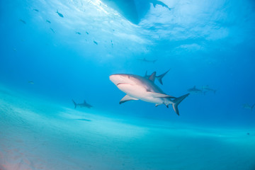 Obraz premium Caribbean reef shark at the Bahamas
