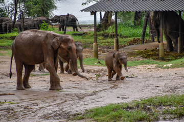 Elefanten im Udawalawe Nationalpark auf Sri Lanka