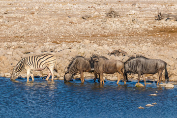 Fototapeta na wymiar Zebra and wildebeests drinking at the water hole, Etosha National Park, Namibia.