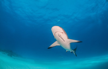 Caribbean reef shark at the Bahamas