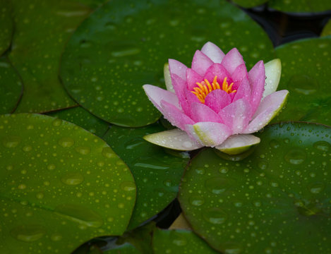 Farbintensive Seerose
