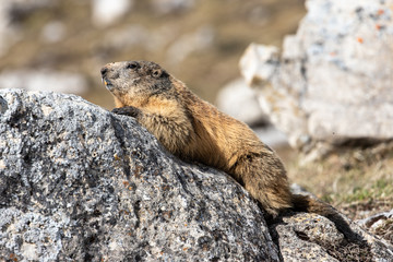 portrait de marmotte, Vercors, Alpes françaises