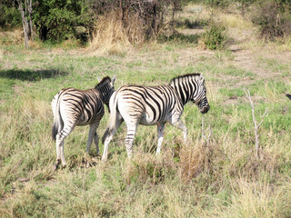 Fototapeta na wymiar Botswana. Zebra's in Etosha N.P. 