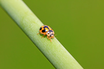 Ladybugs feed on aphids