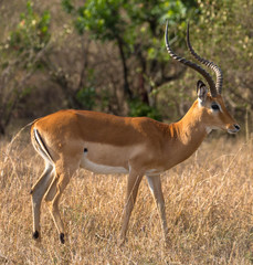 Impala, freilebend, 