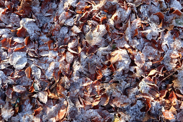 Frost on autumn leaves