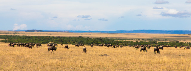 Naklejka na ściany i meble Die Weite der Massai Mara mit Gnuherde