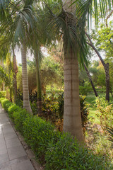 Trees at tropical botanical gardens on Kitcheners Island at Aswan in Egypt