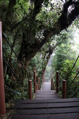 Mossy Forest Cameron Highlands Malaysia