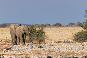 Obraz premium Two elephants ( Loxodonta Africana) walking, Etosha National Park, Namibia.