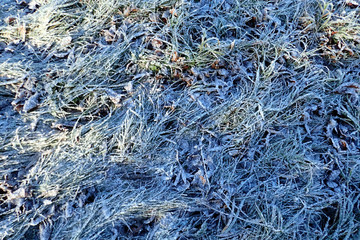 Grass covered with frost