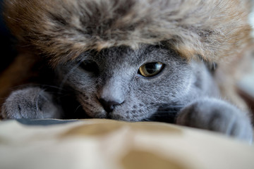 cute muzzle of gray British cat close up. square