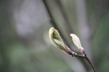 bud of a tree leaf